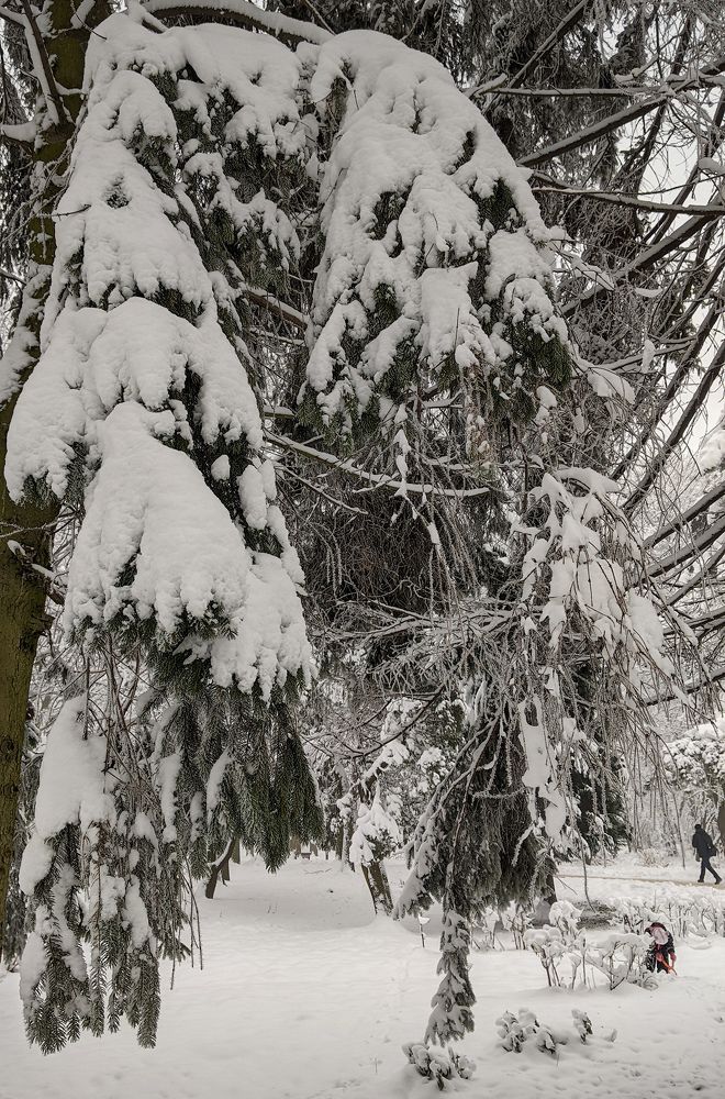 Прогулка в зимнем парке