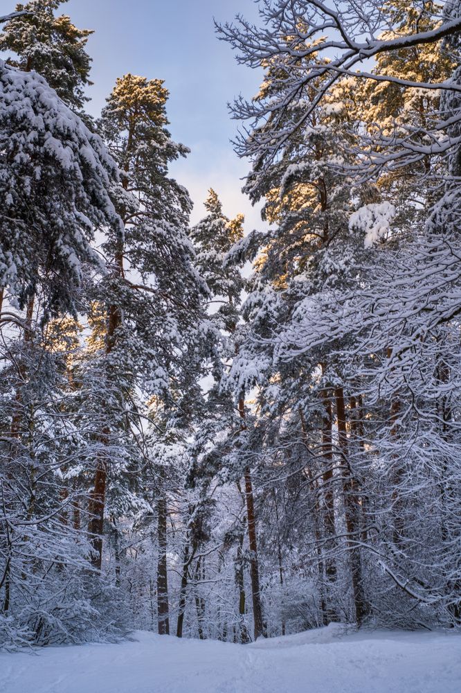 Photograph by Михеева Светлана