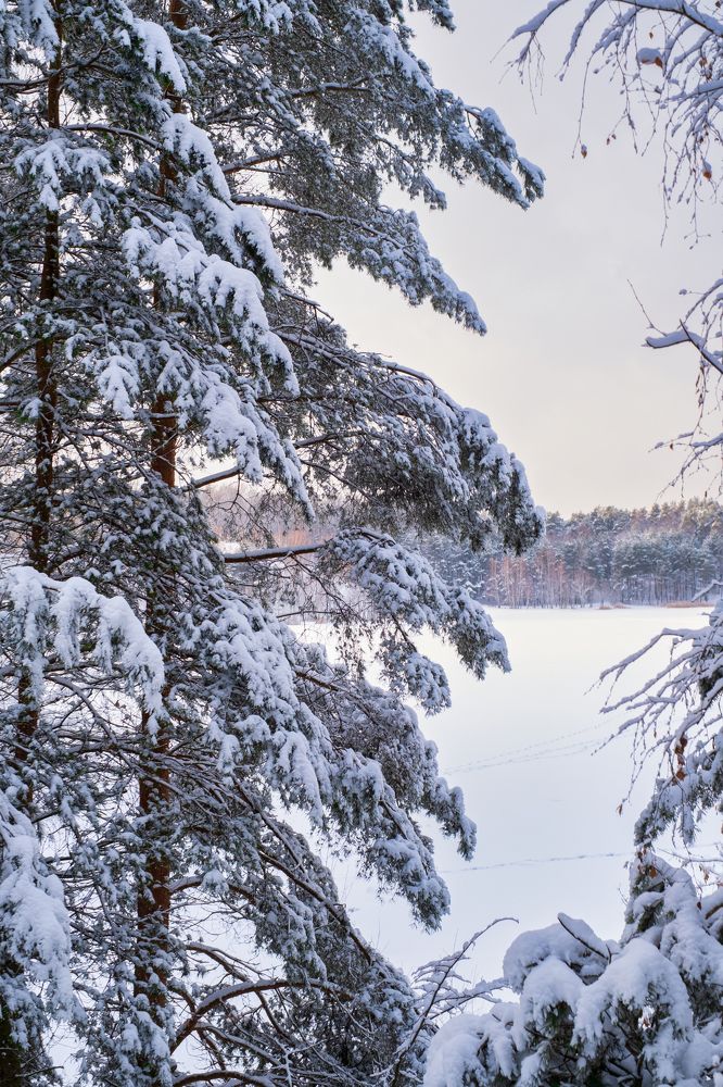 Photograph by Михеева Светлана