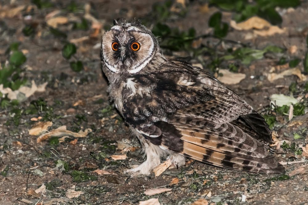 Photograph by Николай Диордиев