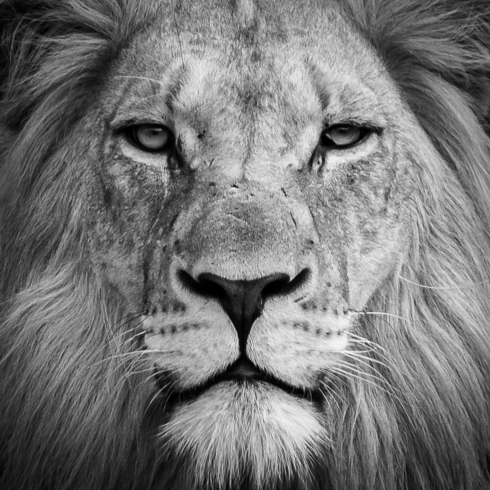 Photograph by Михаил Анастасьев