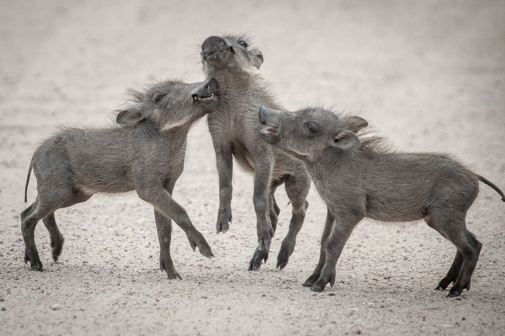 Photograph by Михаил Анастасьев