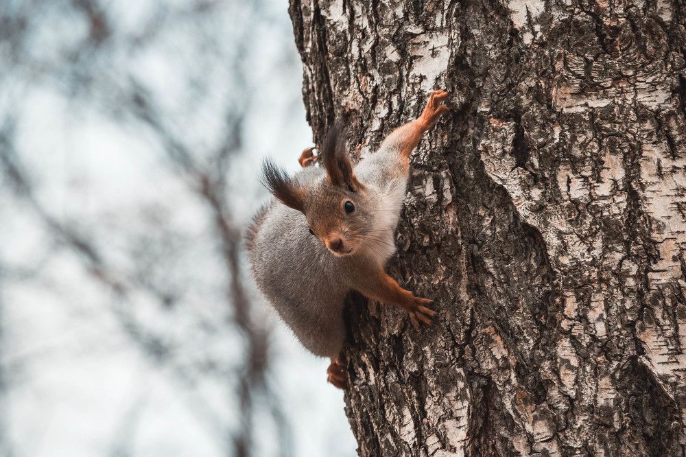 Photograph by Николай Сапожников