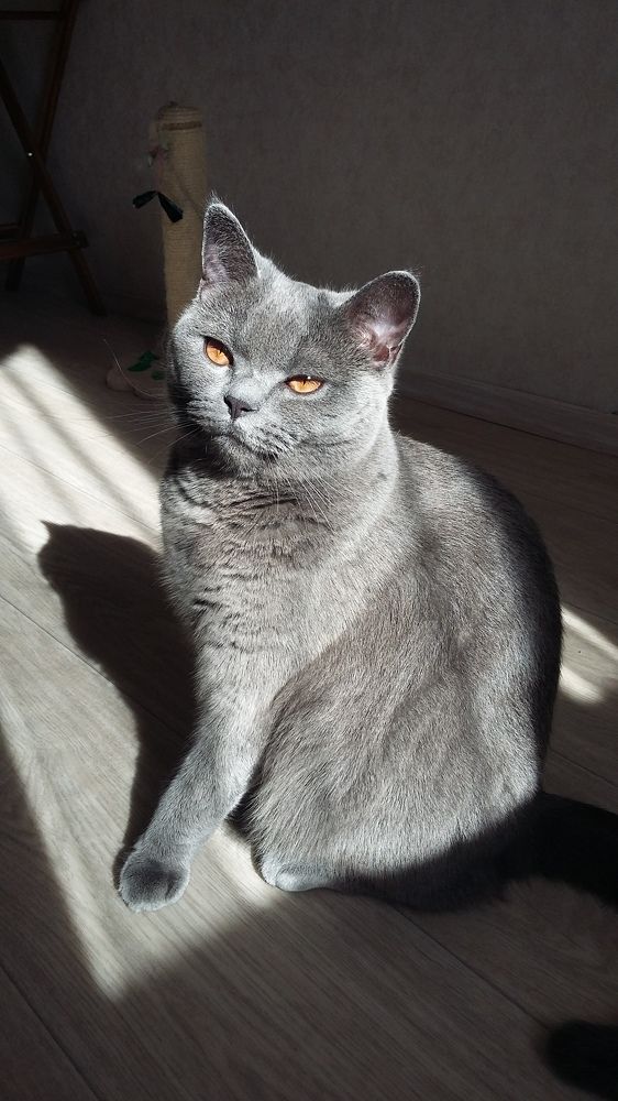 Photo #8507761