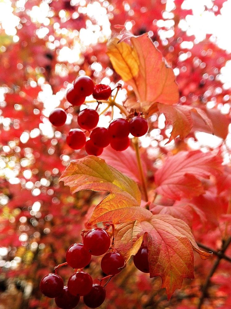 Photograph by Тамара Багровская