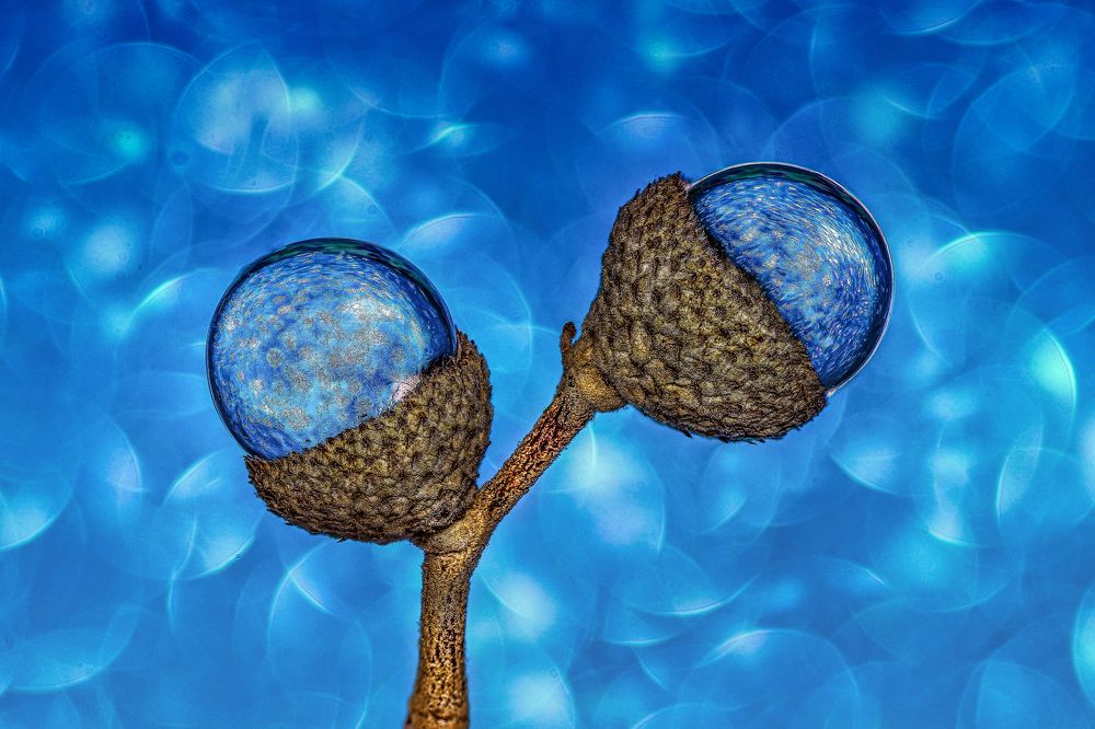 Photograph by António Manuel de Pereira