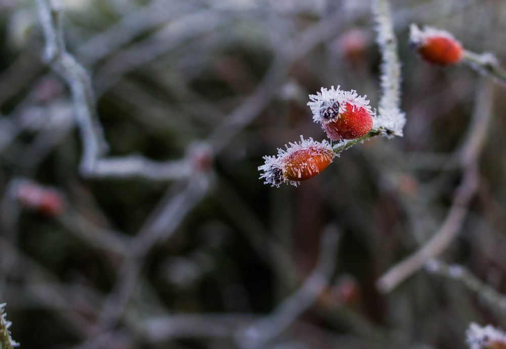 Фотография автора Minja Jovetic