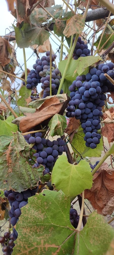 grapes in the village