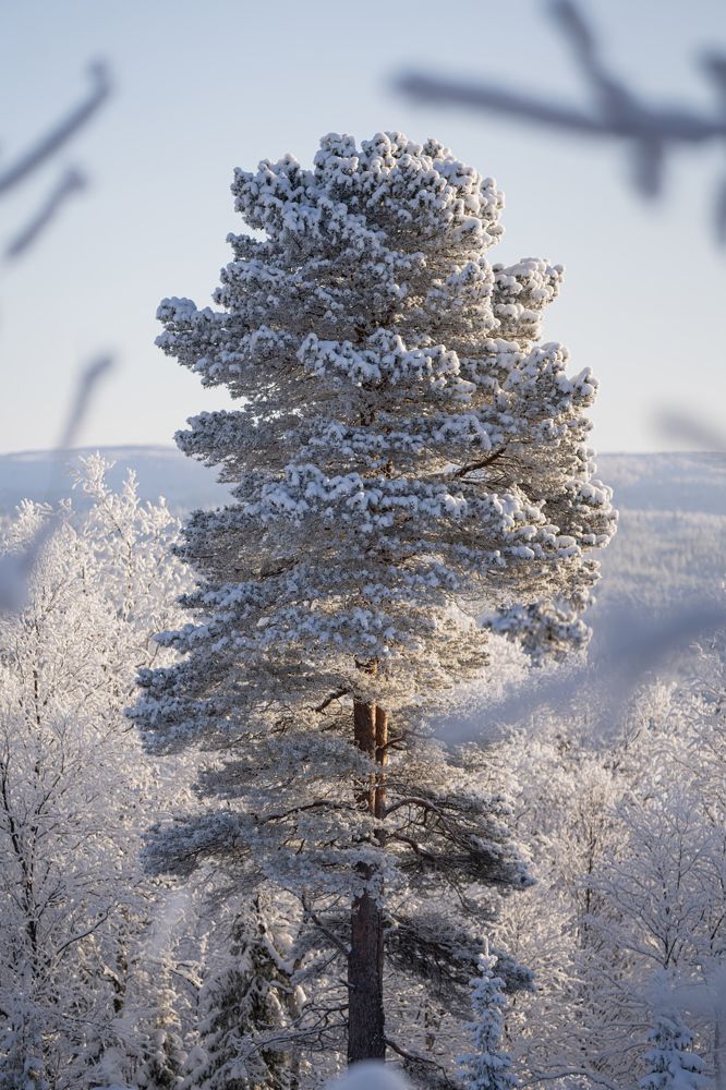 Photograph by Ирина Баландина
