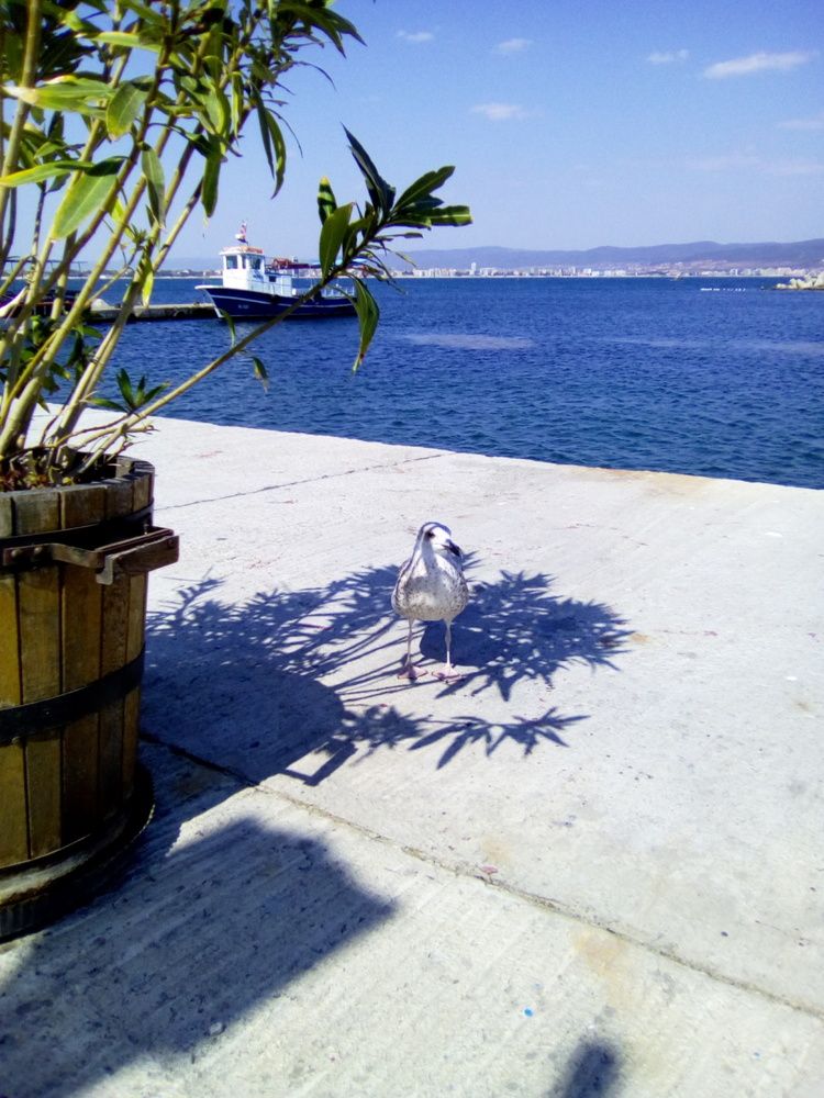 Photograph by Алмерия Монева