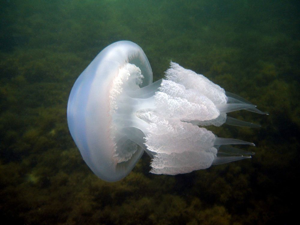 Photograph by Александр Александрович Жуков