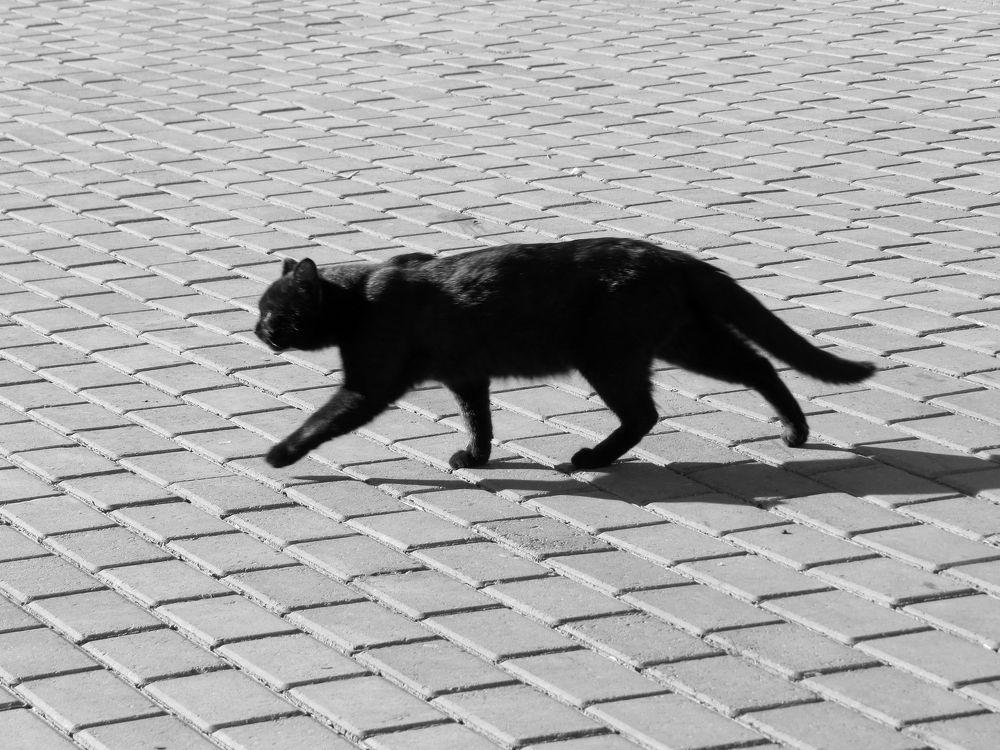 Жил да был чëрный кот