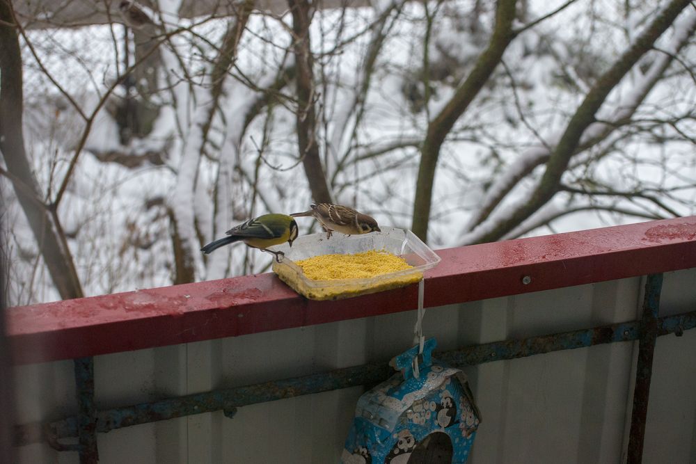 Фотография автора Ольга Круковская