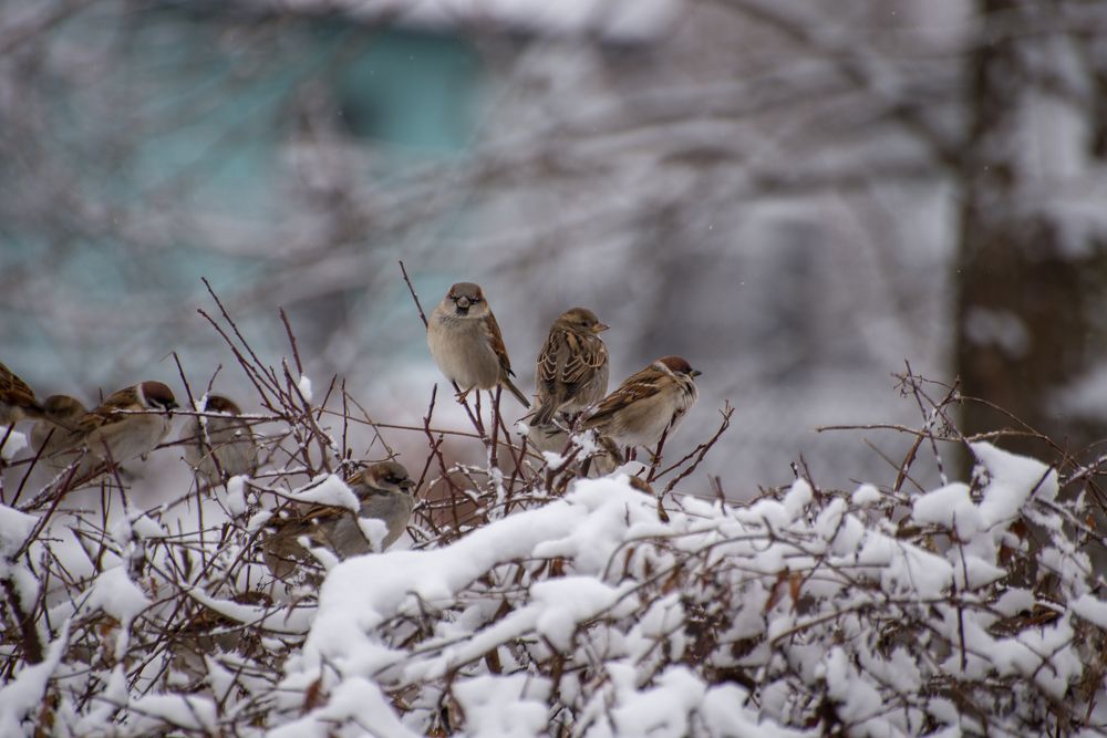 Фотография автора Ольга Круковская