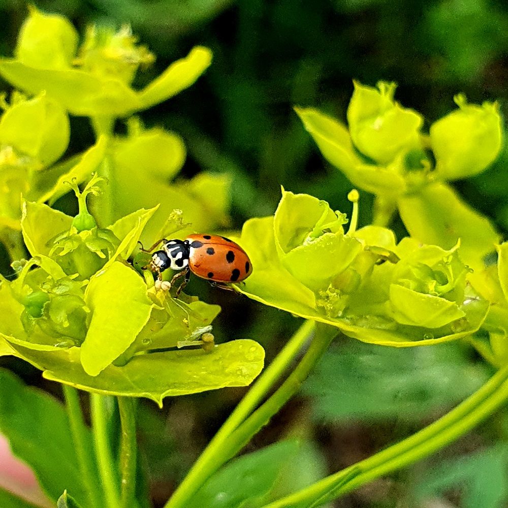 Мобильная фотография