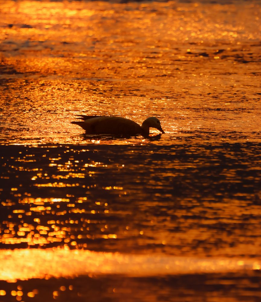 Photograph by Mayank Bhushan