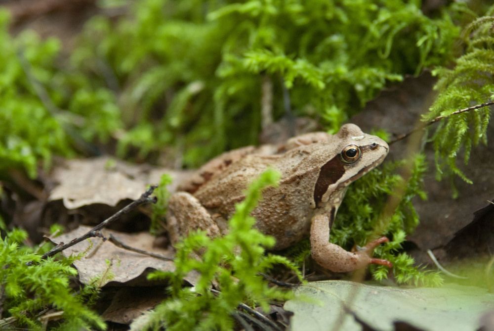 Фотография автора Нина Шкляр