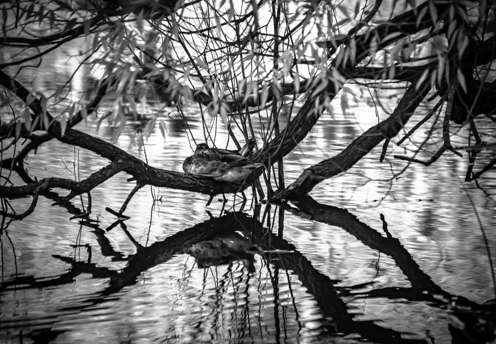 Photograph by Ольга Сафронова