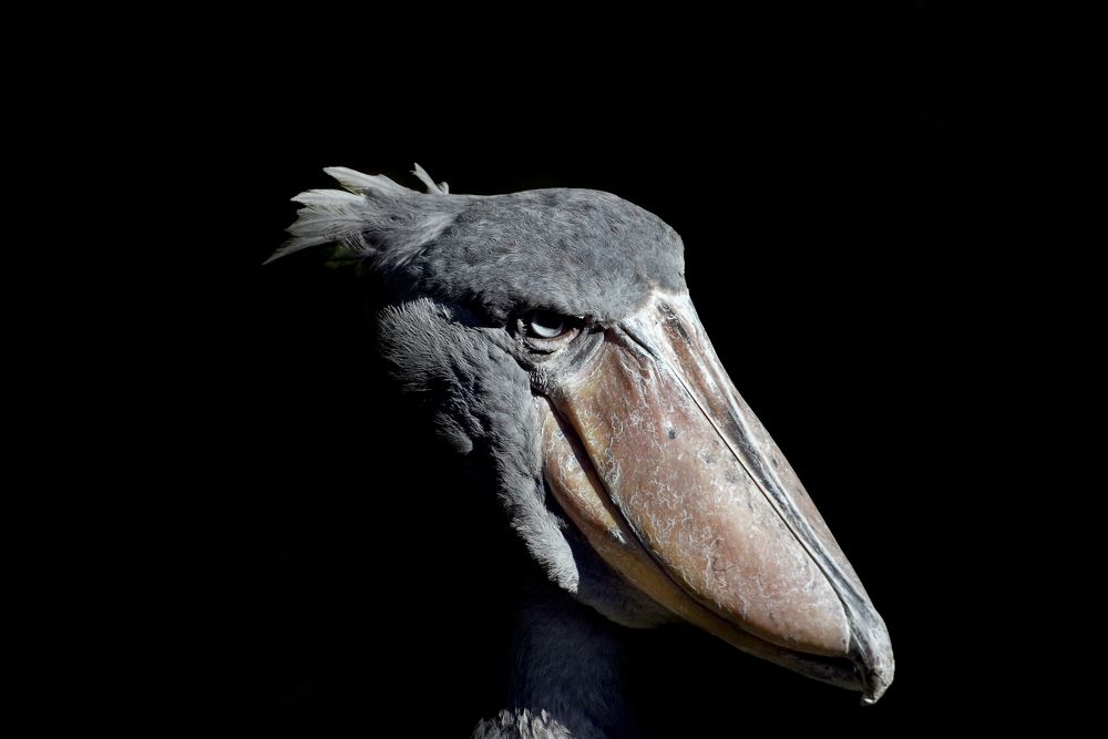 Photograph by Sébastien Wautié