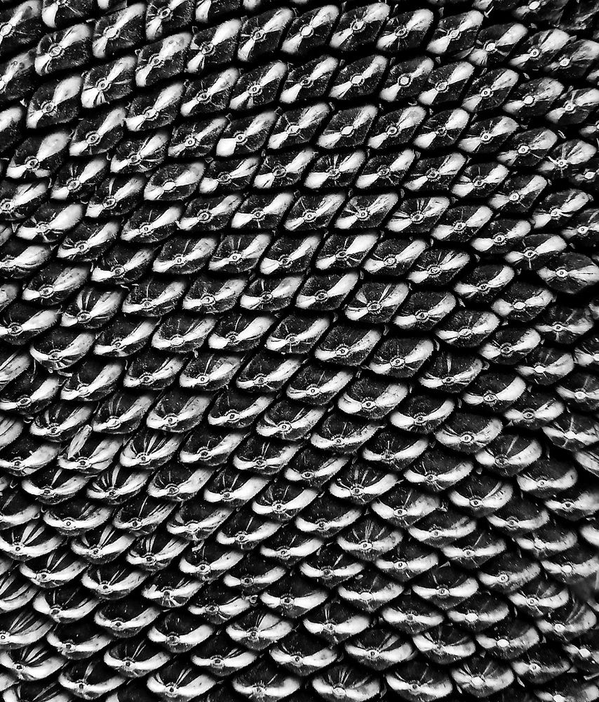 Photograph by Neda Kazemifard