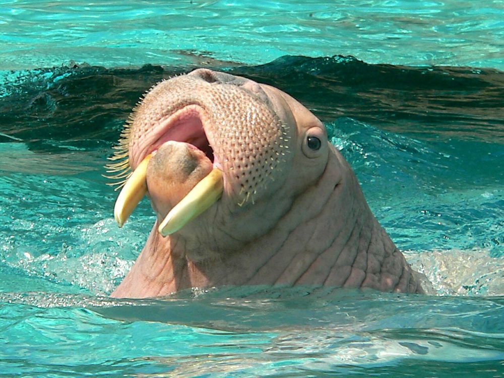 Photograph by Александр Александрович Жуков