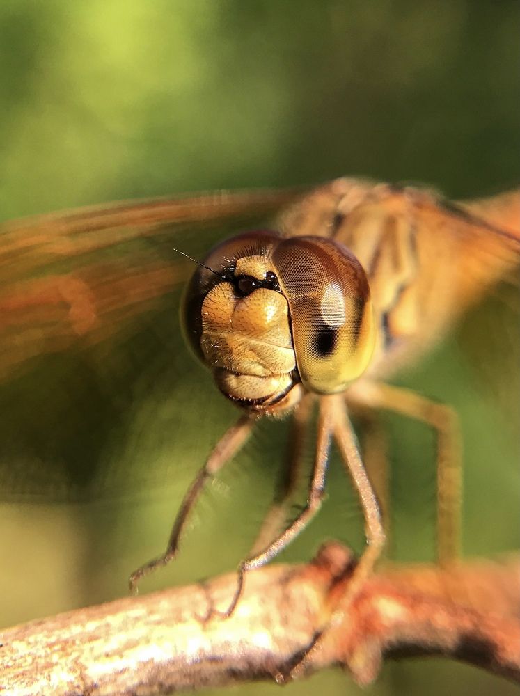 Photograph by Sandali Malalasekera
