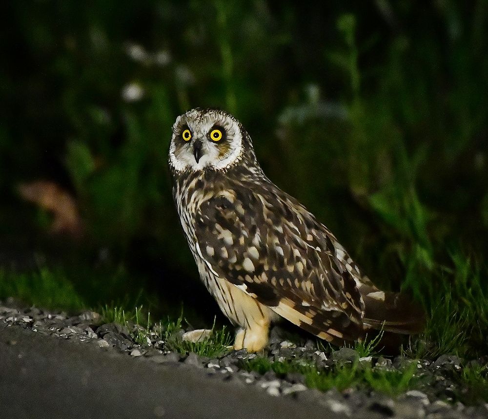 Photograph by Елена