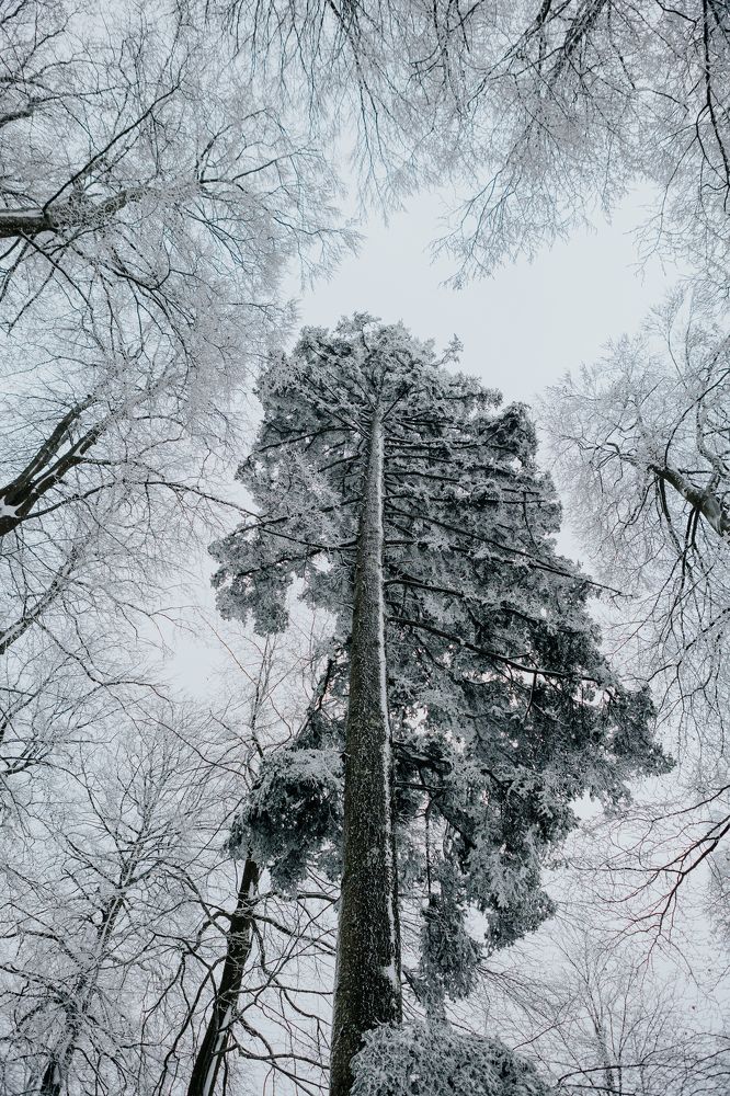 Photograph by Ernest Mazarekić