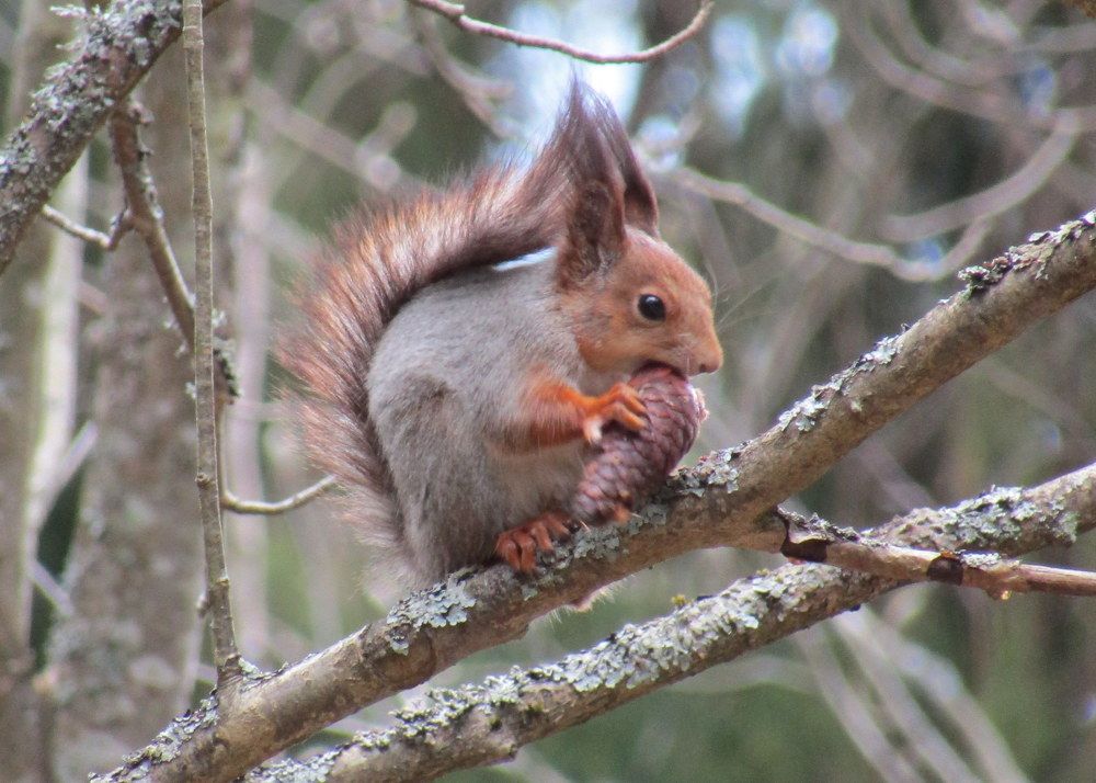 Белка в Сиверском