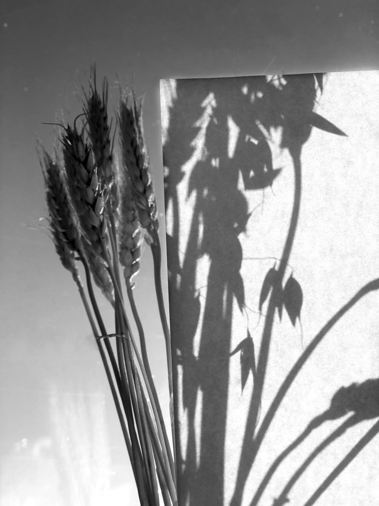 Photograph by Елена Змейкова