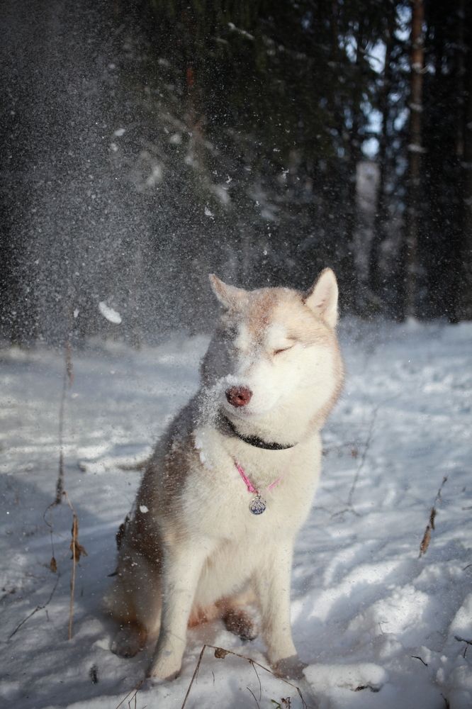 Photograph by Алина Перескокова