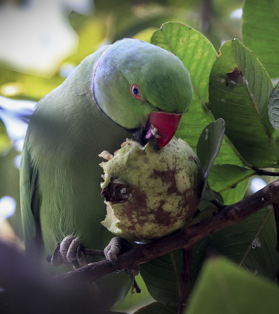 Photograph by Rajeswar Rao Allam