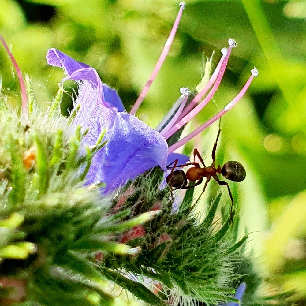 Мобильная фотография