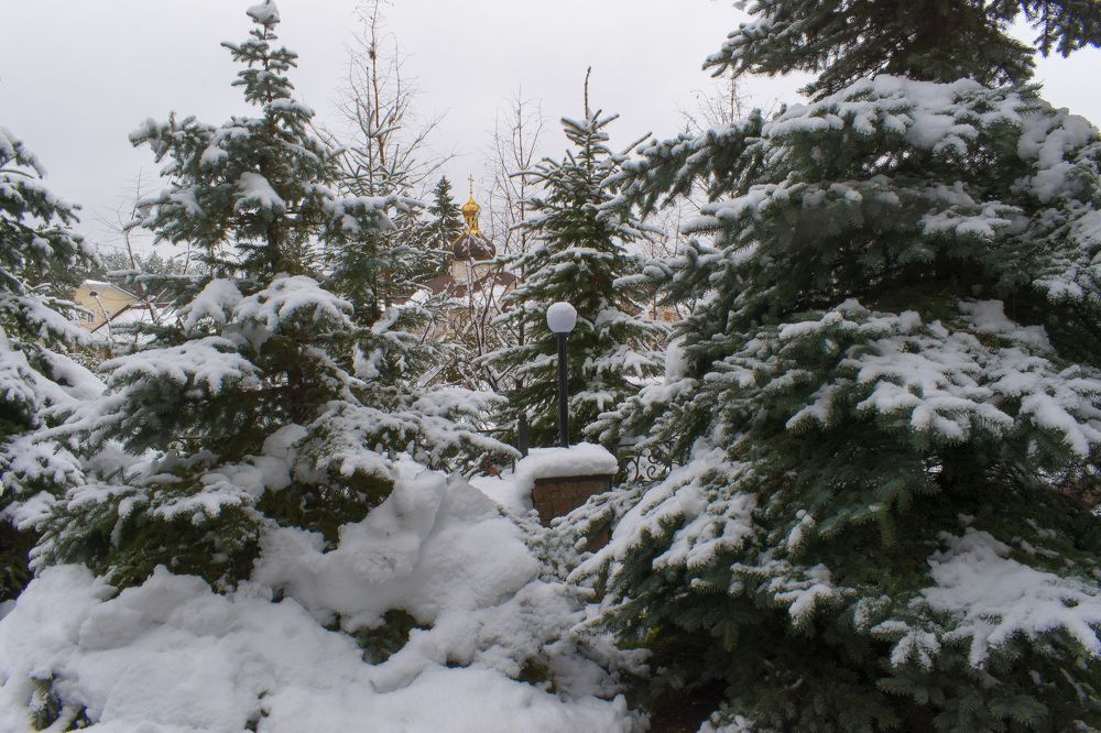 Monastery firs in the snow