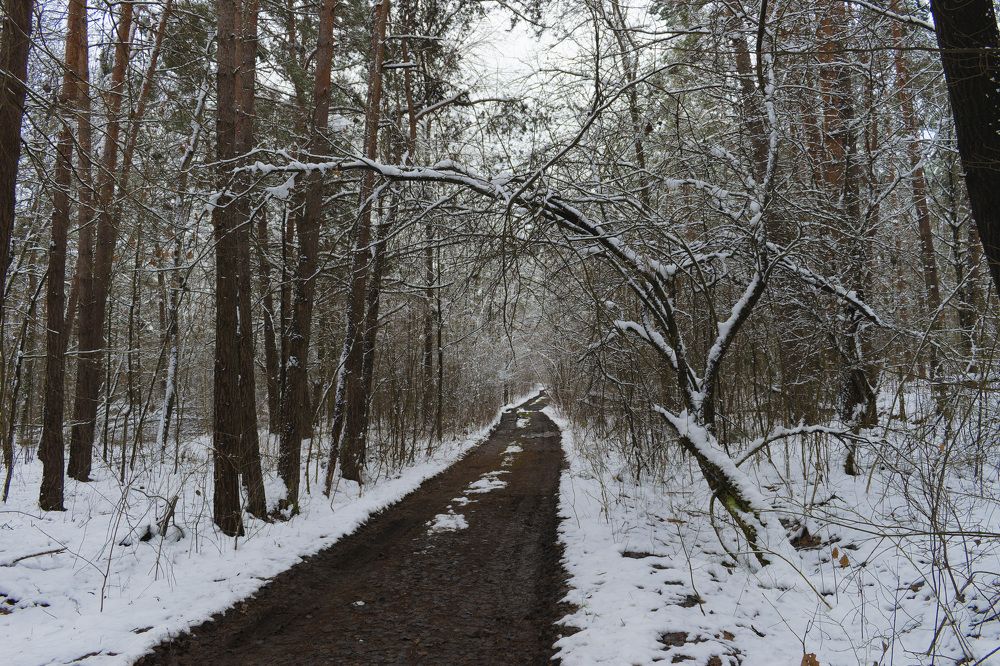 Forest road going into the distance