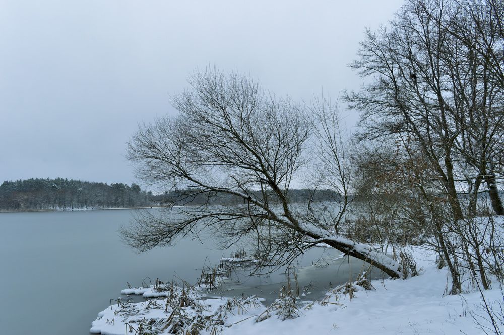 A tree leaning over a frozen lake