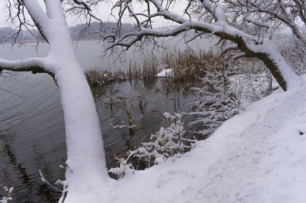 Trees over the water