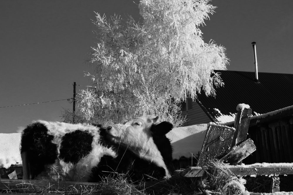 Photograph by Наталья Трифуз