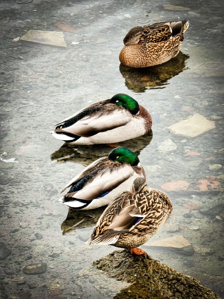 Photograph by Юлия Терентьева