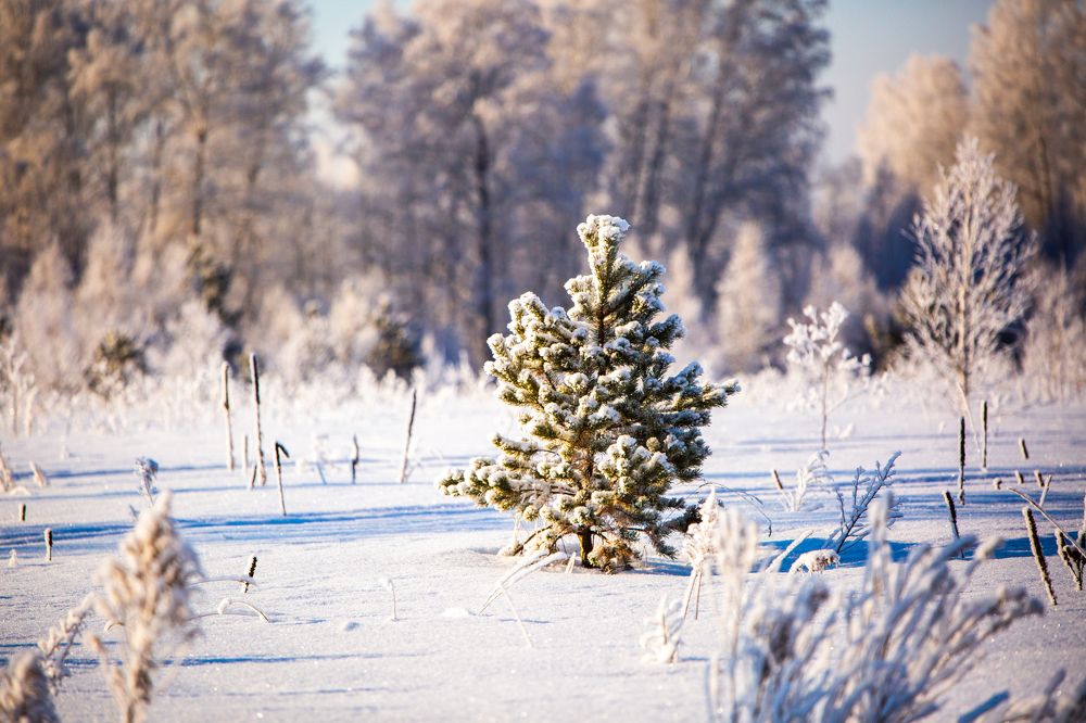 Фотография автора Алексей Новиков
