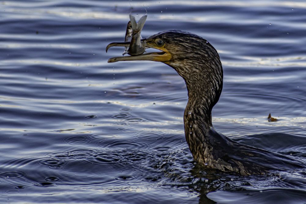 A BEAUTIFUL CORMORAN IS EATING