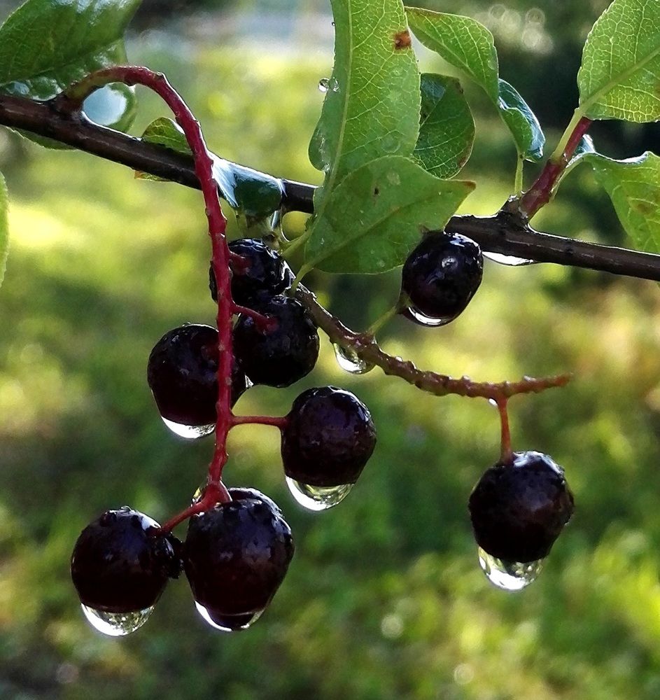 Photograph by Тамара Багровская