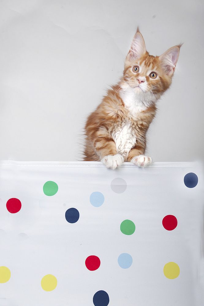 Photograph by Ирина Мамонова