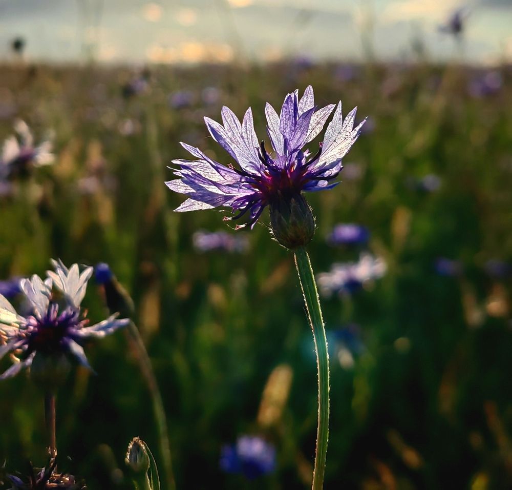 Photograph by Полина