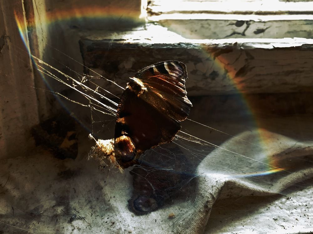 Photograph by Ирина Дубовцова