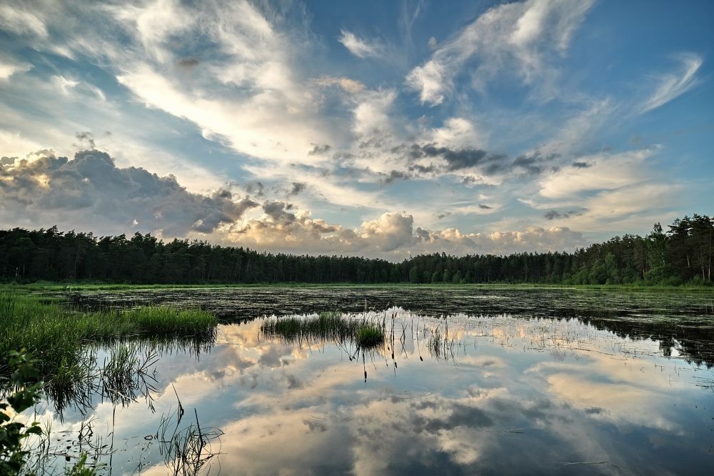 Forest lake / Latvia