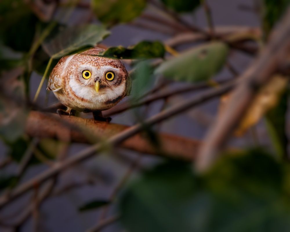 Photograph by Ankit Gupta