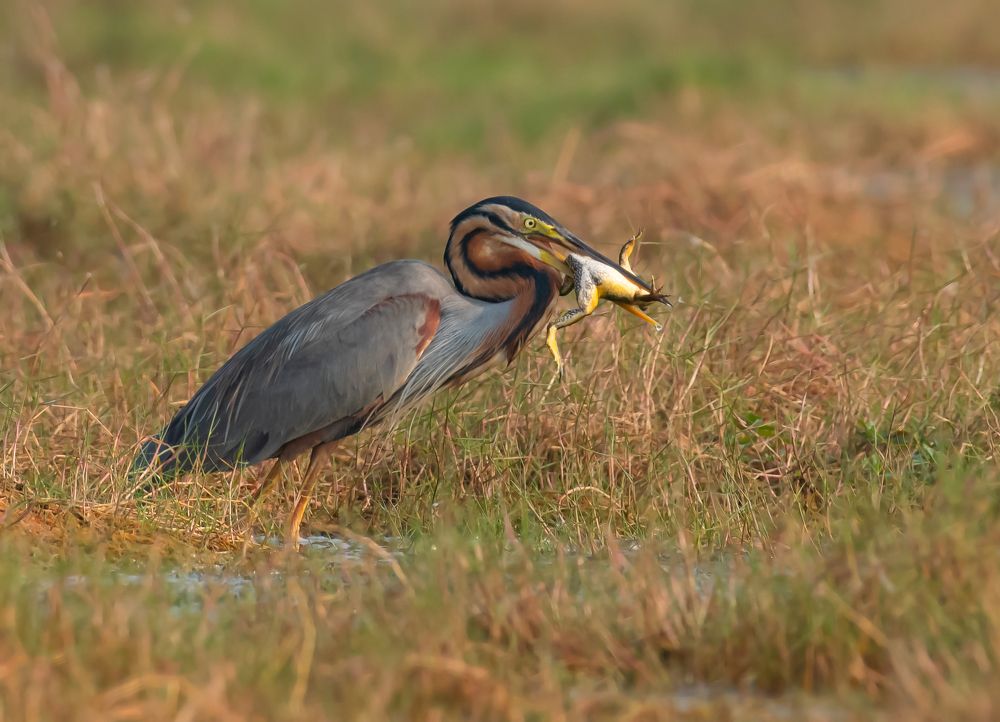 Photograph by Amrit Raj Sarkar