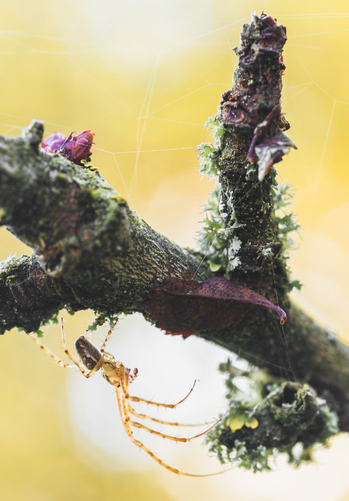 Yellow spider on the twig