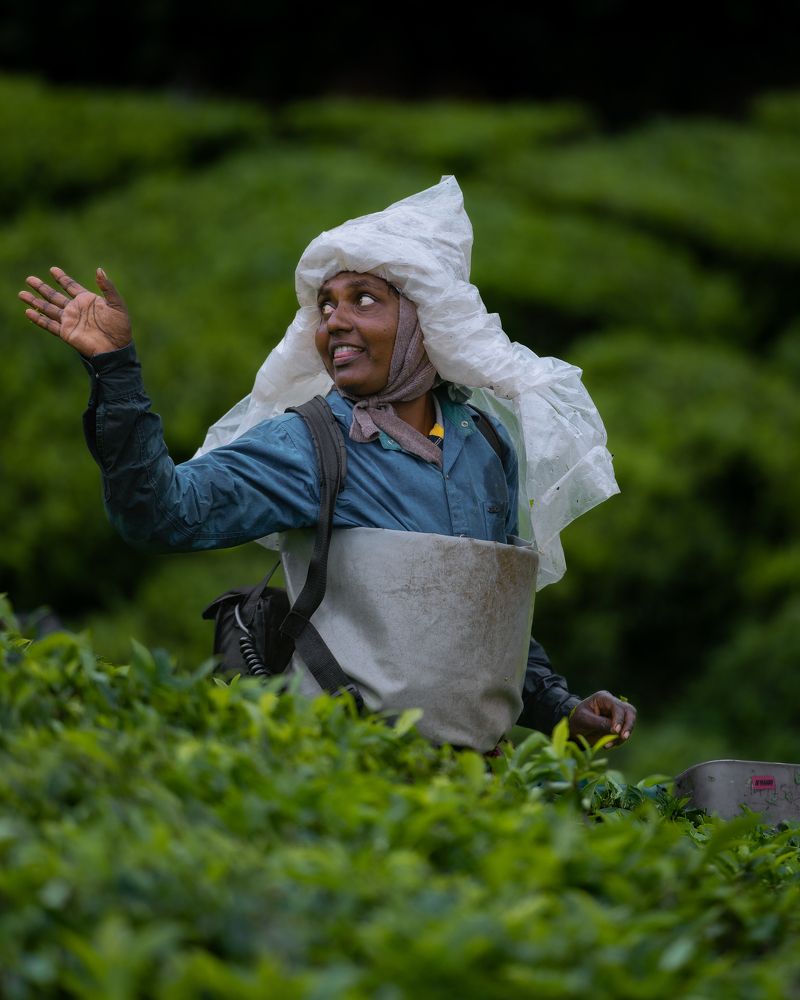 Life in the Tea Gardens
